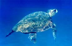 Caretta Caretta