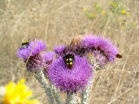 Insekten